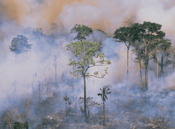 Incêndios Florestais